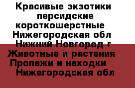 Красивые экзотики (персидские короткошерстные) - Нижегородская обл., Нижний Новгород г. Животные и растения » Пропажи и находки   . Нижегородская обл.